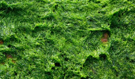 zdrowotnosc alg